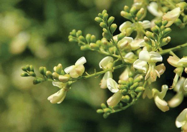 Hoa hòe có mùi thơm dịu và vị đắng nhẹ