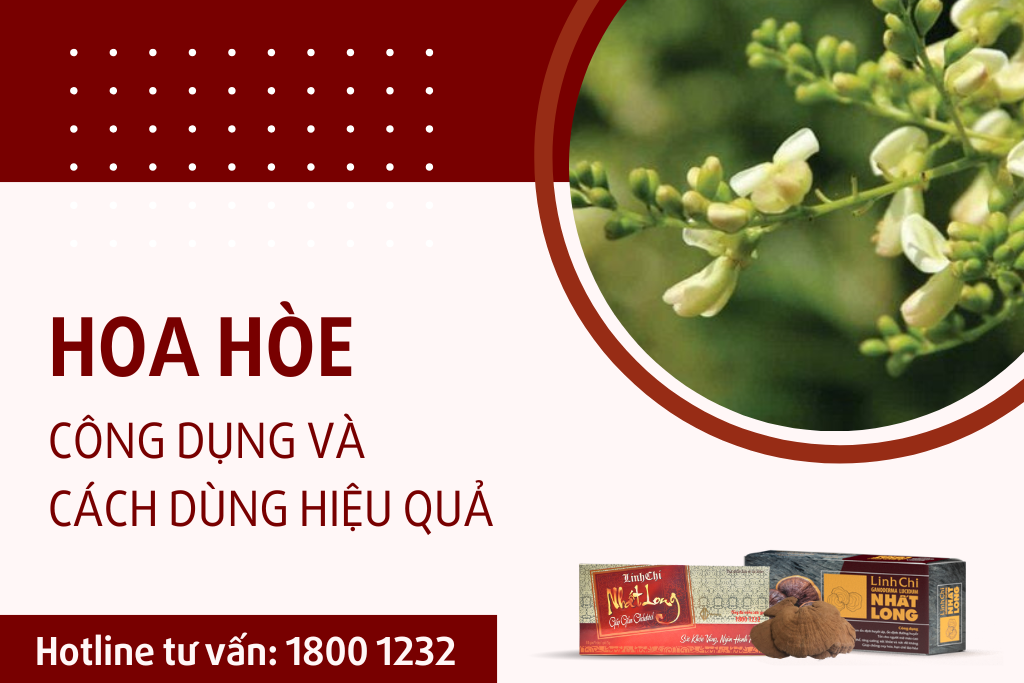 Hoa hòe chữa cao huyết áp: công dụng và cách dùng hiệu quả
